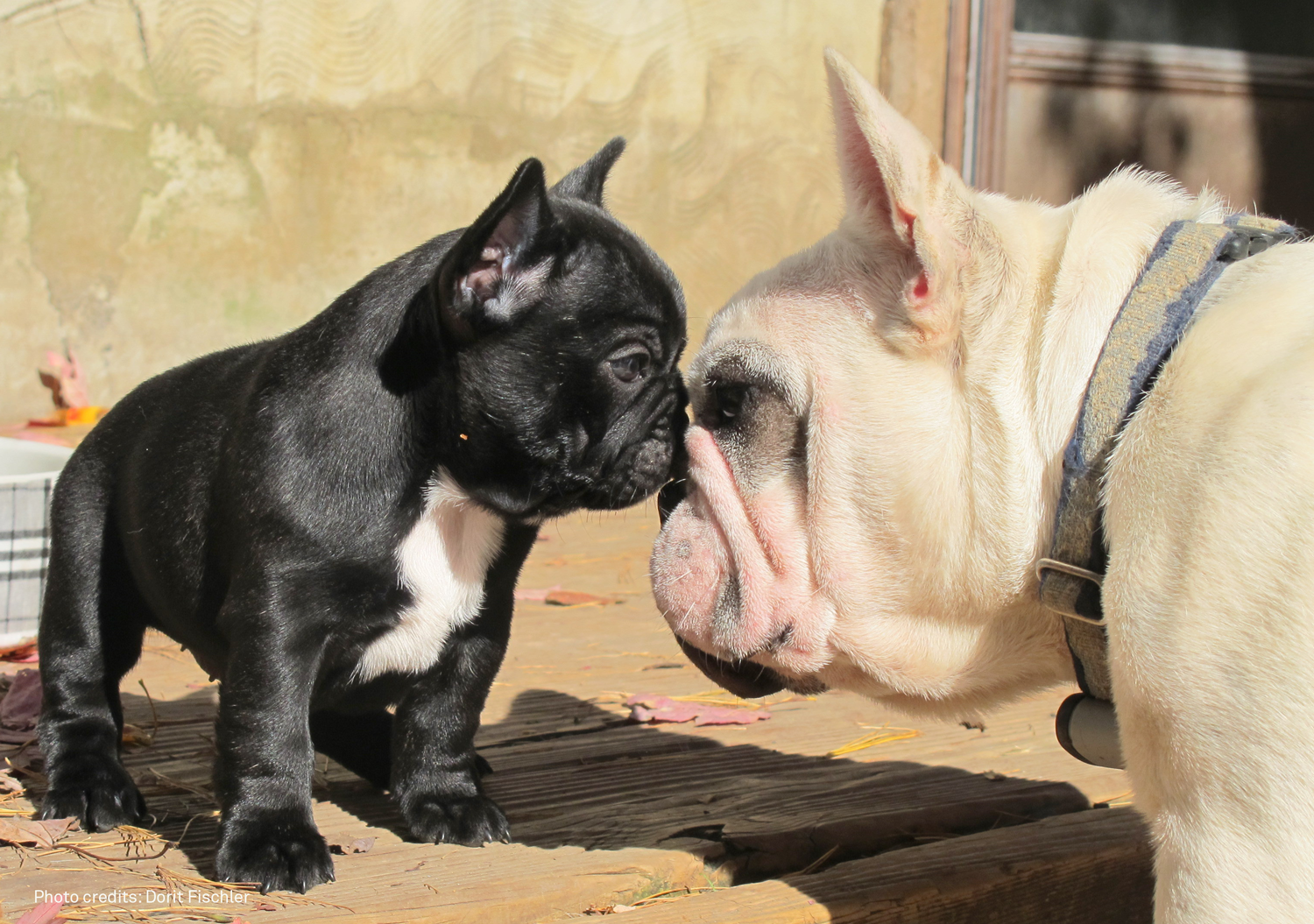 Welcome To The French Bull Dog Club Of America