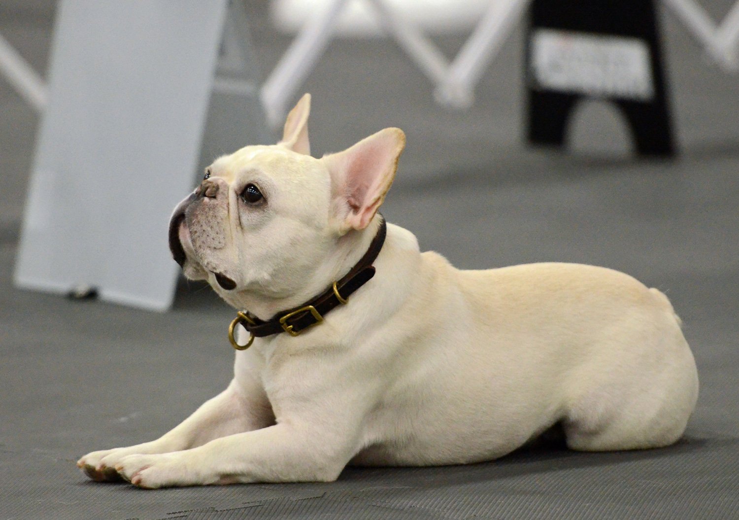 Welcome to the French Bull Dog Club of America!
