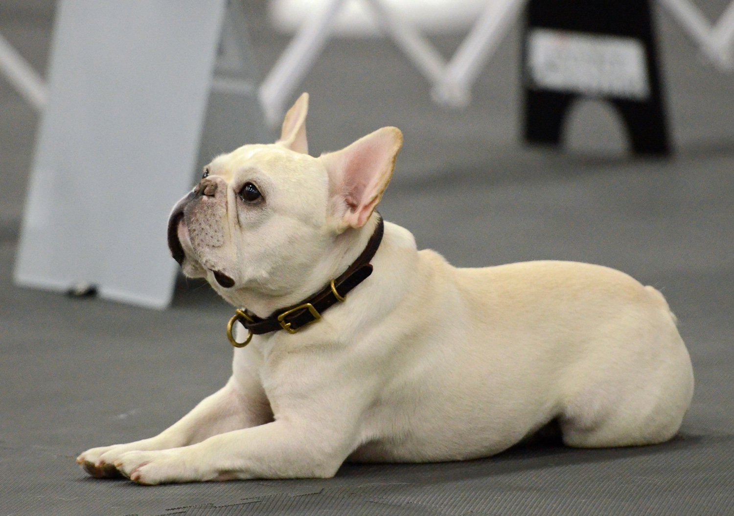 American French Bulldog