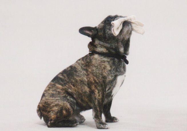 Kennel club shop french bulldog