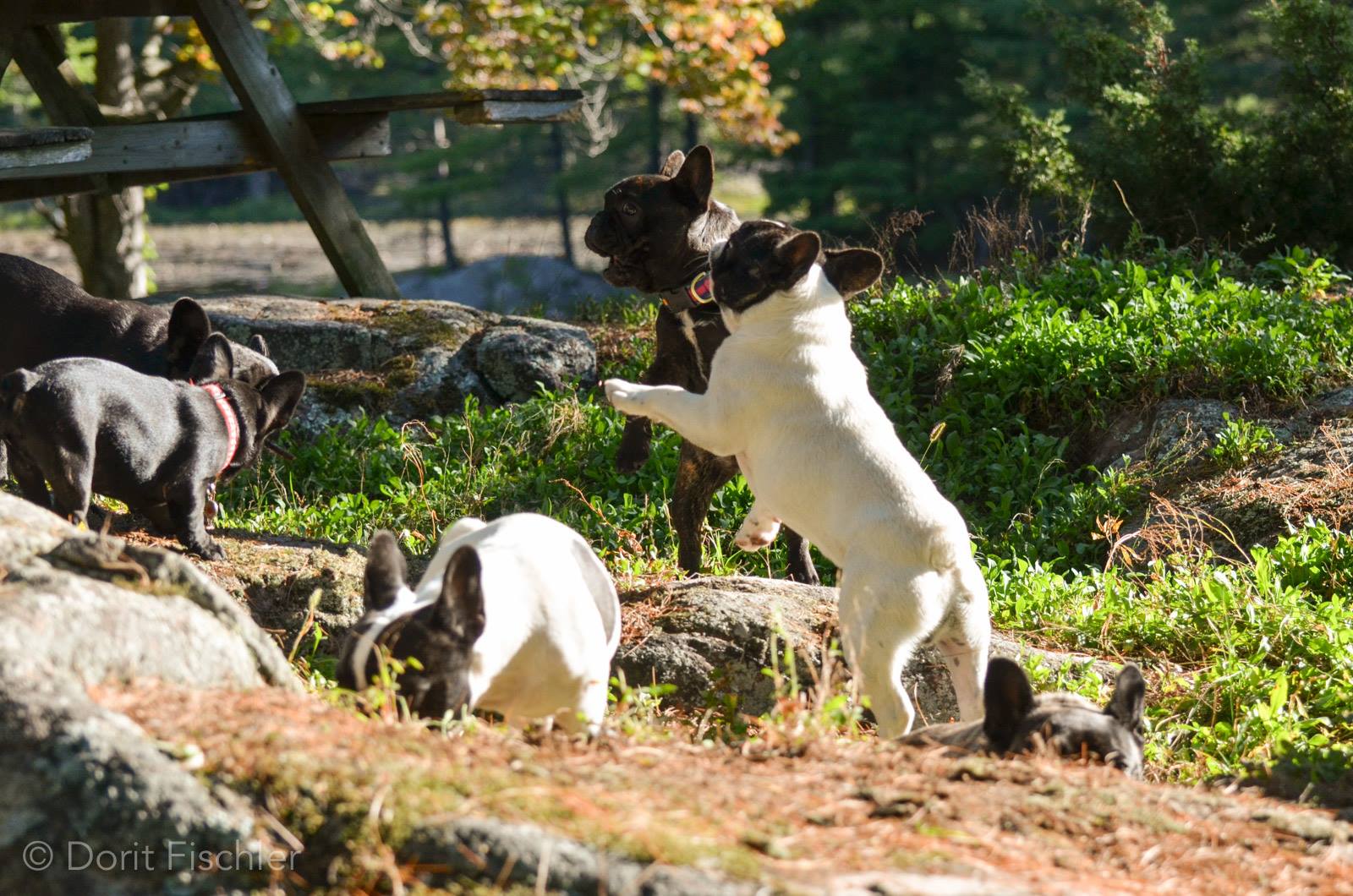 French Bulldogs playing